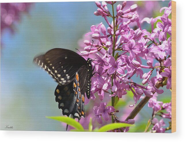 Butterfly Wood Print featuring the photograph Nothing says Spring like Butterflies and Lilacs by Lori Tambakis