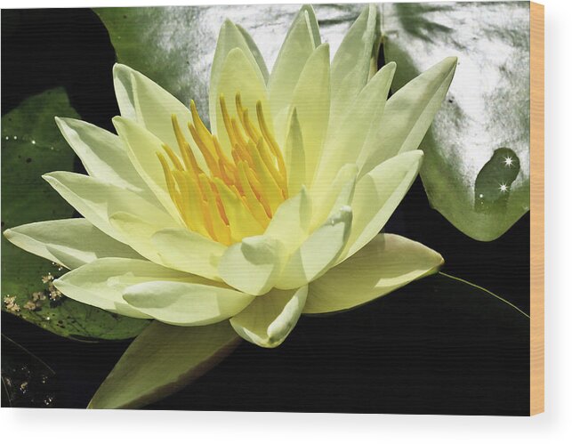 Kenilworth Aquatic Park Wood Print featuring the photograph Nymphaea by Perla Copernik