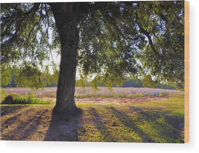 Landscapes Wood Print featuring the photograph Oak And Cotton Fields by Jan Amiss Photography