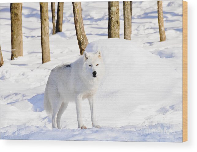 Arctic Wolf Wood Print featuring the photograph Observant by Cheryl Baxter