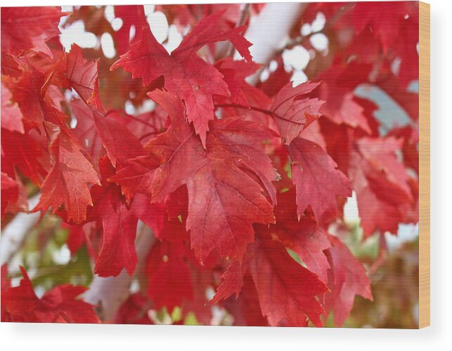 Red Wood Print featuring the photograph October Leaves by Kume Bryant