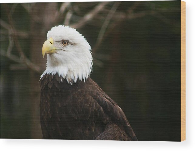 Eagle Wood Print featuring the photograph On Call by Phil Cappiali Jr