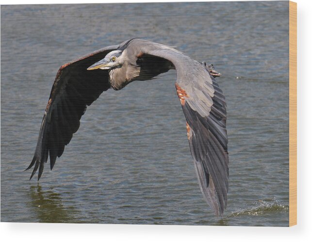Great Blue Heron Wood Print featuring the photograph On The Deck by Craig Leaper