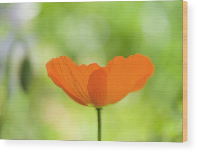 Poppy Wood Print featuring the photograph Orange poppie by Carolyn D'Alessandro
