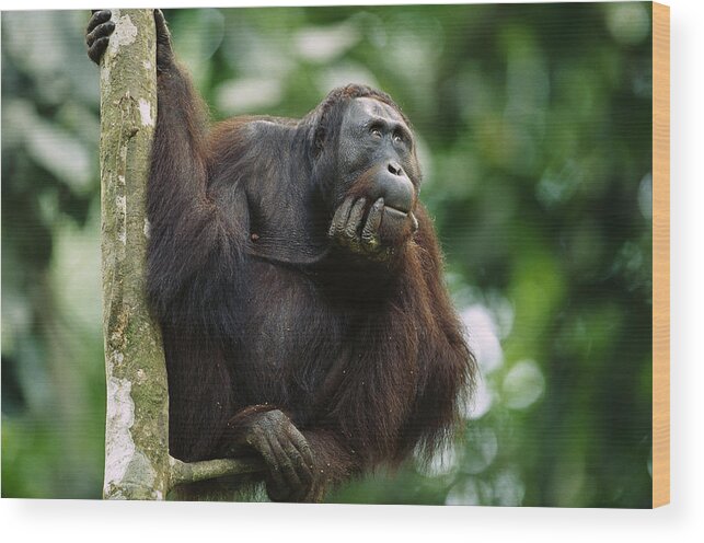 00620241 Wood Print featuring the photograph Orangutan Deep in Thought by Cyril Ruoso