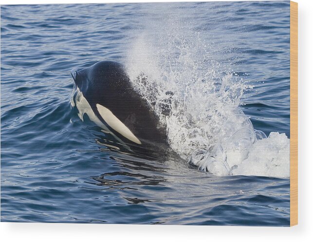 Mp Wood Print featuring the photograph Orca Breathing As It Surfaces Southeast by Flip Nicklin
