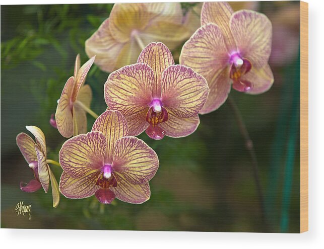 Beautiful Orchid Wood Print featuring the photograph Orchid 1 by Stan Kwong