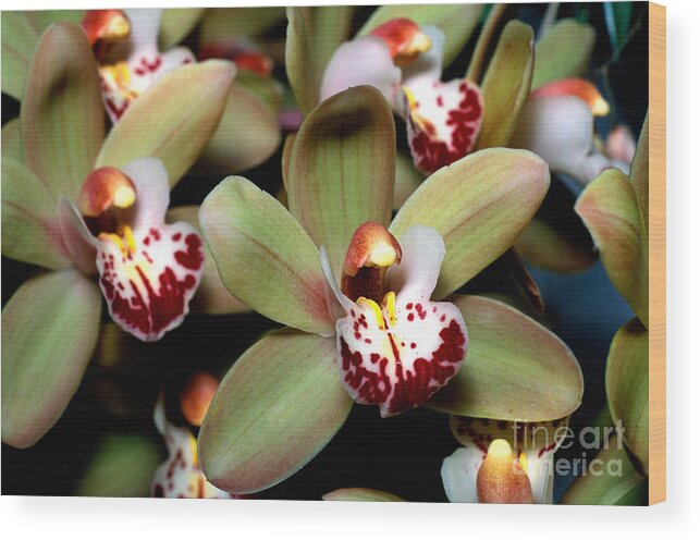 Orchid Wood Print featuring the photograph Orchid 15 by Terry Elniski