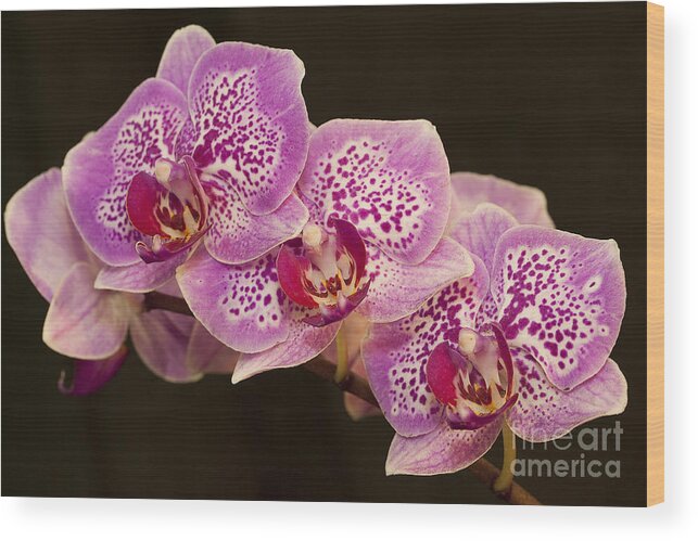 Orchids Wood Print featuring the photograph Orchids by Eunice Gibb