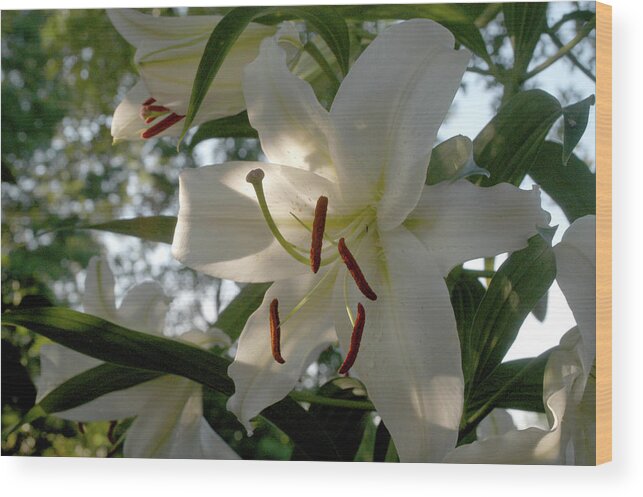 Lilies Wood Print featuring the photograph Oriental Lilies by Wanda Brandon