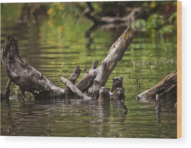 Otter Wood Print featuring the photograph Otter Family Portrait by Michael Dougherty