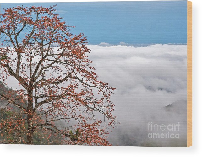 Clouds Wood Print featuring the photograph Out of the Clouds by Sonny Marcyan