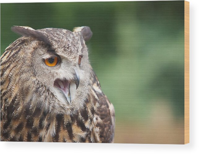  Wood Print featuring the photograph Owl by Josef Pittner