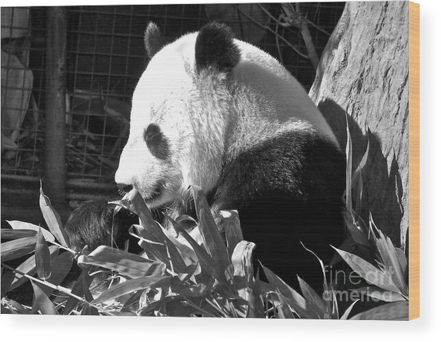 Panda Wood Print featuring the photograph Panda Baby by Carol Bradley