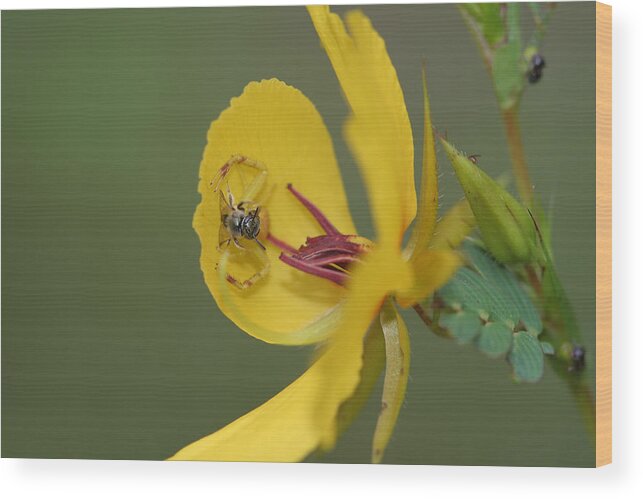 Partridge Pea Wood Print featuring the photograph Partridge Pea And Matching Crab Spider With Prey by Daniel Reed