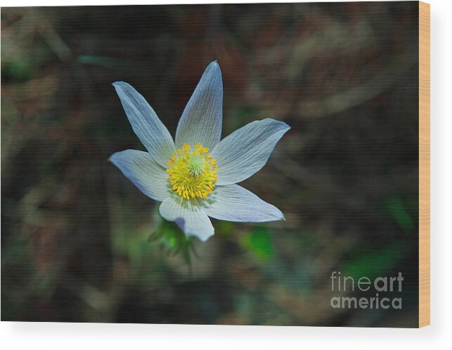 Wildflower Wood Print featuring the photograph Pasqueflower at Dusk by Barbara Schultheis