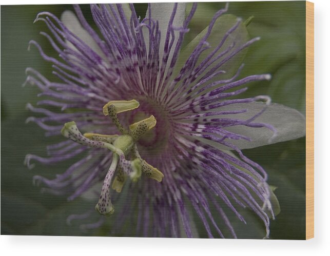 Passion Flower Wood Print featuring the photograph Passion Flower by Margaret Denny