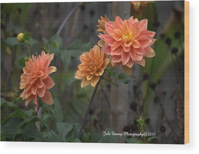 Flowers Wood Print featuring the photograph Peachy Petals by Jale Fancey
