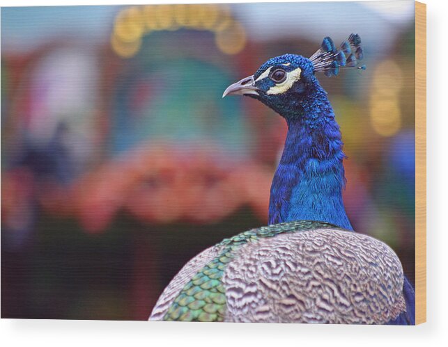 Zoo Wood Print featuring the photograph Peacock and Carousel by David Rucker