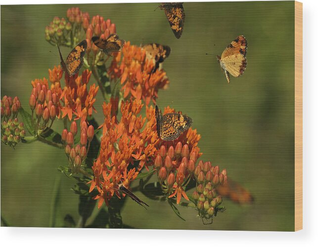 Pearly Crescentpot Butterfly Wood Print featuring the photograph Pearly Crescentpot Butterflies Landing On Butterfly Milkweed by Daniel Reed