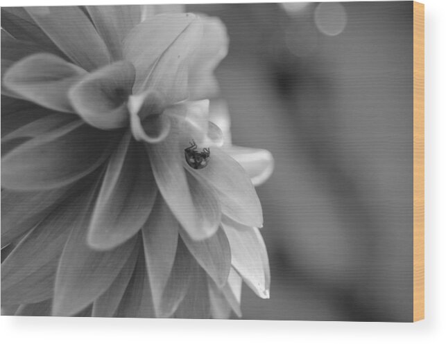Flower Wood Print featuring the photograph Peeking Lady Bug 1 by Amy Fose