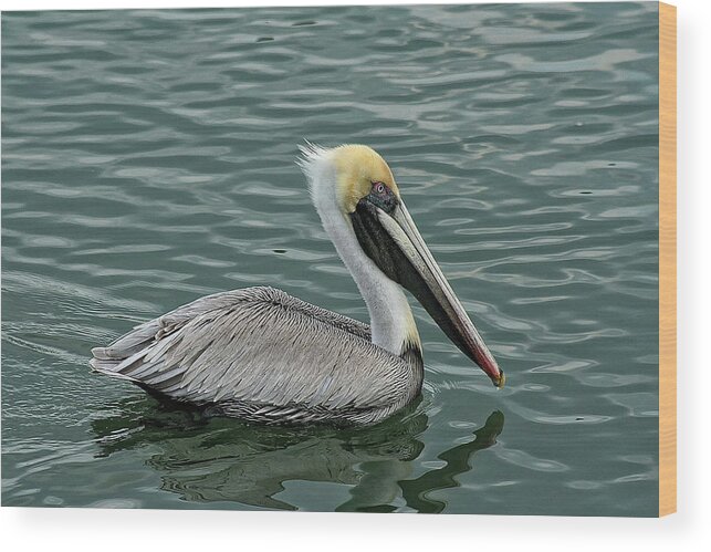 Sandra Anderson Wood Print featuring the photograph Pelican Out for a Swim by Sandra Anderson