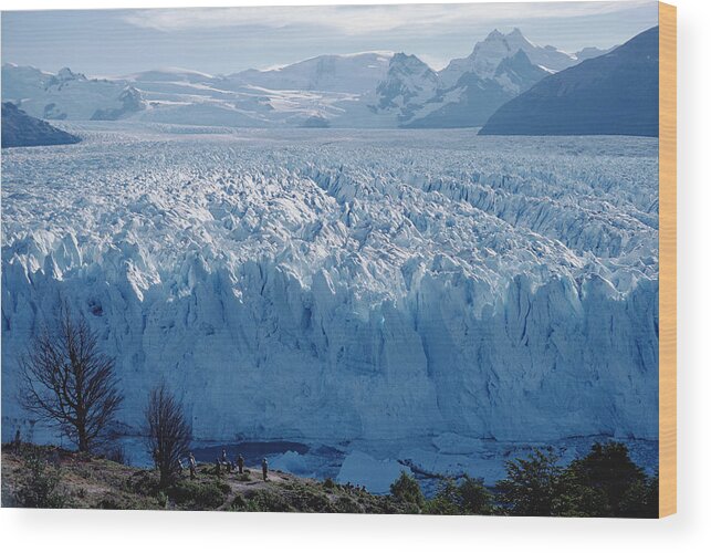 00141364 Wood Print featuring the photograph Perito Moreno Glacier, Tourist Overlook by Tui De Roy