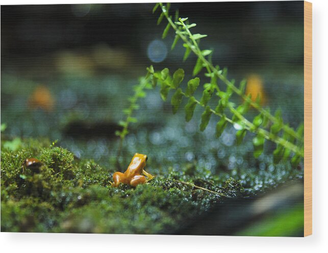 Frog Wood Print featuring the photograph Pico by Rafay Zafer