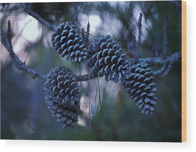 Tree Wood Print featuring the photograph Pine Cones by Billy Beck