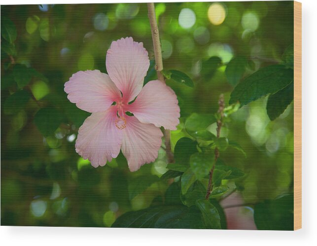 Flower Wood Print featuring the photograph Pink by Carole Hinding