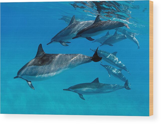 Nature Wood Print featuring the photograph Playful Pod of Dolphins by David Olsen