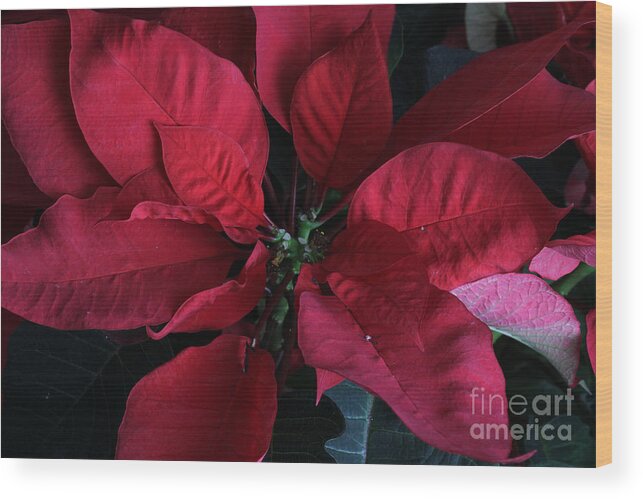 Biological Wood Print featuring the photograph Poinsettia Euphorbia Pulcherrima by Photo Researchers
