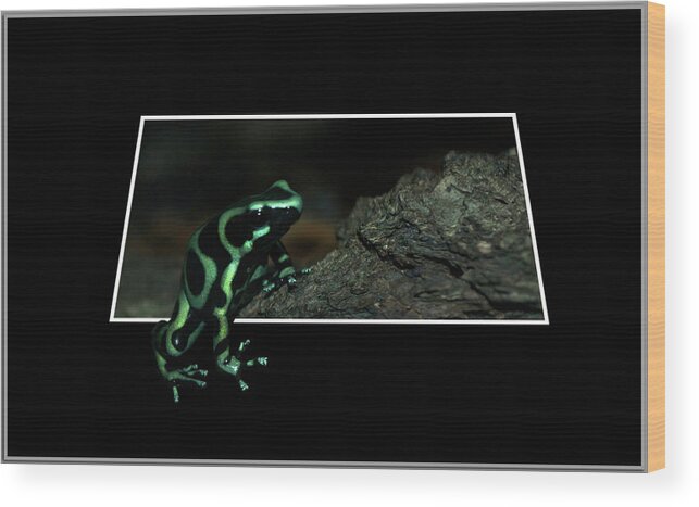 Out Of Bounds Wood Print featuring the photograph Poisonous Green Frog 02 by Thomas Woolworth