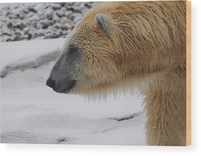 Bear Wood Print featuring the photograph Polar Bear 2 by Scott Hovind