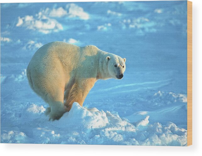 Polar Bear Wood Print featuring the photograph Polar Bear by D Robert Franz