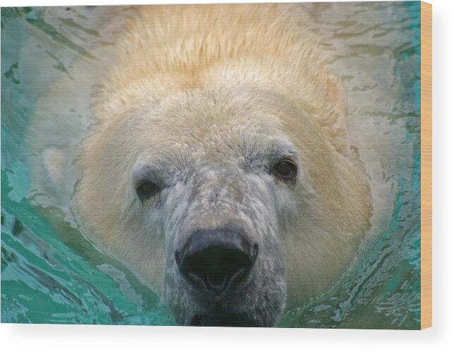 Zoo Wood Print featuring the photograph Polar Bear Swim by David Rucker