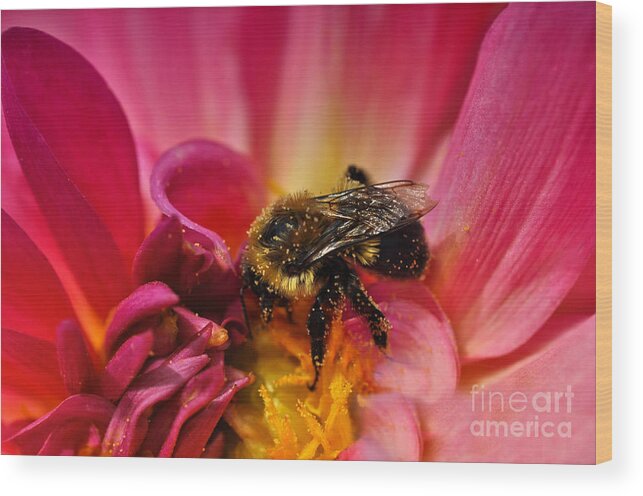 Bee Wood Print featuring the photograph Pollen Covered by Elaine Manley