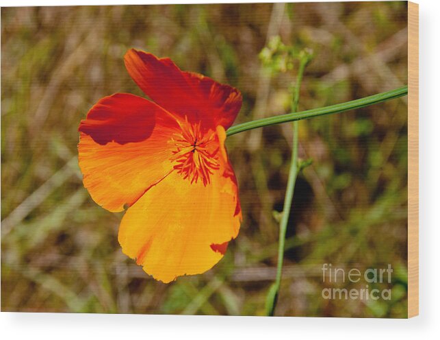 California Wood Print featuring the digital art Poppies by Carol Ailles