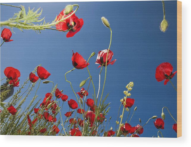 Poppy Wood Print featuring the photograph Poppy Field by Ayhan Altun