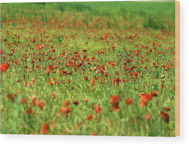 Agriculture Wood Print featuring the photograph Poppy field I by Emanuel Tanjala