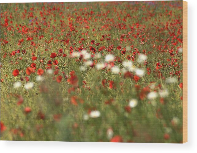 Agriculture Wood Print featuring the photograph Poppy field VI by Emanuel Tanjala