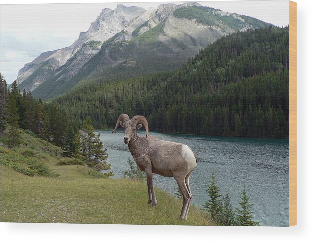Portrait Wood Print featuring the photograph Portrait of a BigHorn Sheep at Lake Minnewanka by Laurel Best