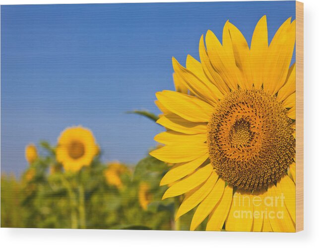 Agriculture Wood Print featuring the photograph Portrait Of A Sunflower In The Field by Tosporn Preede