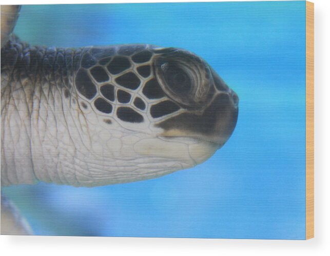 Precious Wood Print featuring the photograph Precious Honu Sea Turtle by Karon Melillo DeVega