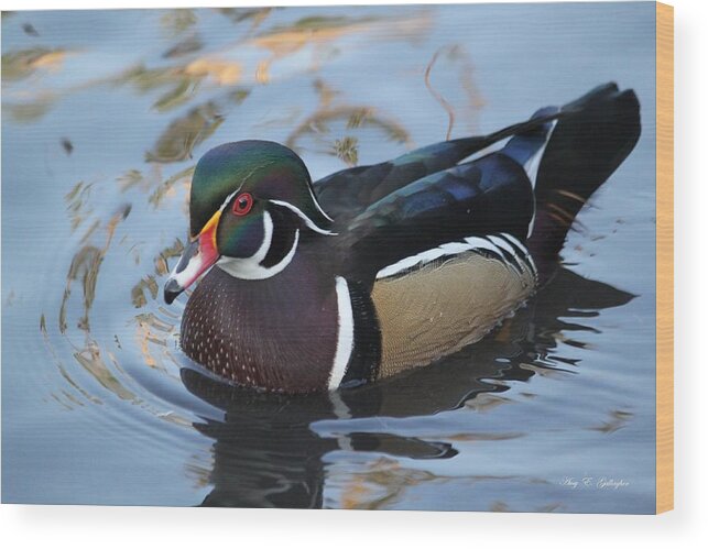 Wood Duck Wood Print featuring the photograph Pretty Boy by Amy Gallagher