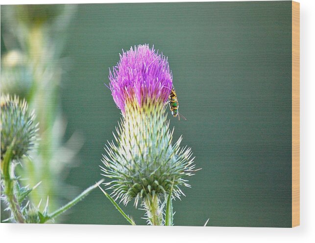 Thistle Wood Print featuring the photograph Prickly Situation by Mary McAvoy