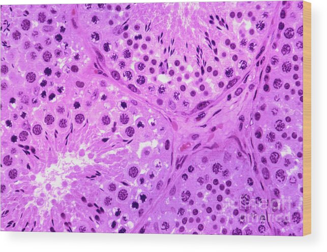Light Microscopy Wood Print featuring the photograph Primate Testis by M. I. Walker