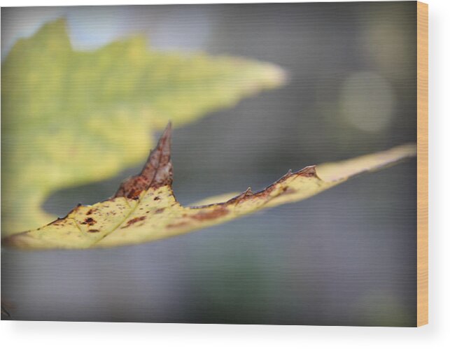 Art Wood Print featuring the photograph Profile of a Leaf by Kelly Hazel