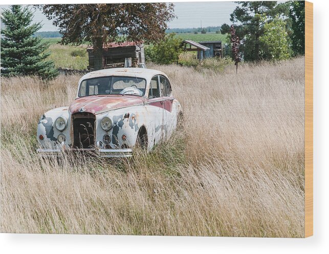 Ajnphotography Wood Print featuring the photograph Prowling in the long grass by Alan Norsworthy