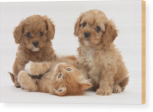 Animal Wood Print featuring the photograph Puppies And Kitten by Mark Taylor